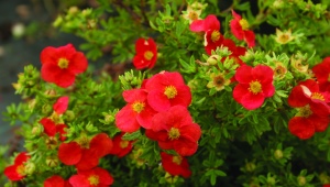 Red Potentilla: popularne odmiany, uprawa i pielęgnacja