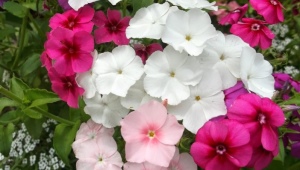 Phlox annuel: description des variétés et caractéristiques de la culture