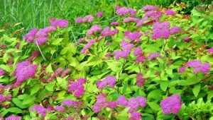 Spirea Bumald: opis, sadzenie i pielęgnacja