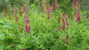 Spirea Douglas: opis, sadzenie, pielęgnacja i rozmnażanie