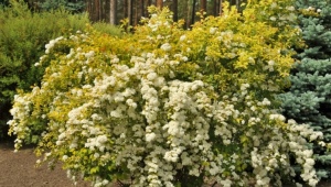 Spirea Gold fontaine: opis, sadzenie, pielęgnacja i reprodukcja