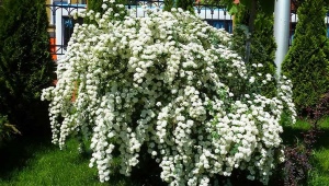 Spirea karłowata: odmiany, selekcja, uprawa i rozmnażanie