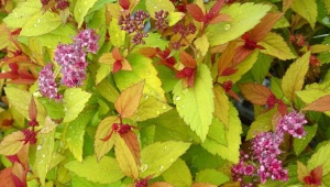 Spirea Magic Carpet: cechy, zalecenia dotyczące uprawy i reprodukcji