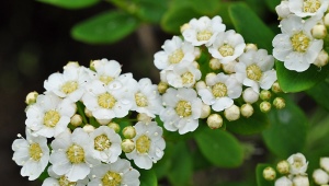 Spirea nipponskaya: opis, odmiany, sadzenie i pielęgnacja