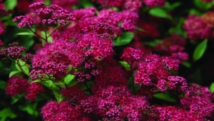 Spirea Japanese Anthony Vaterer: opis, sadzenie i pielęgnacja
