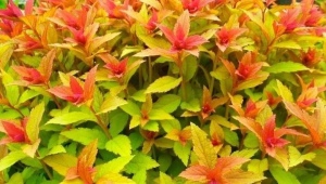 Spirea Japanese Goldflame: opis, sadzenie i pielęgnacja