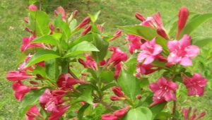 Weigela Bristol Ruby: opis, sadzenie i pielęgnacja