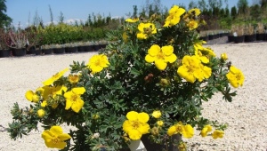 Żółta Potentilla: odmiany, sadzenie i pielęgnacja