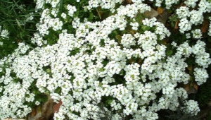 Arabis alpejski: opis, odmiany, wybór, uprawa