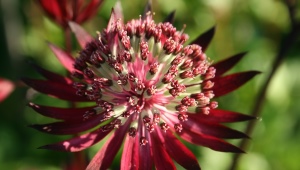 Astrantia duża: opis, lądowanie i opieka