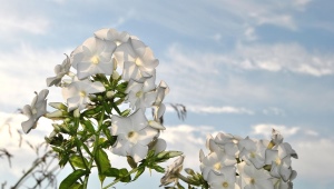 Białe odmiany floksu