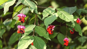 Warty euonymus: opis, sadzenie i pielęgnacja