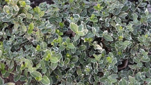 Euonymus Fortune Emerald Haiti: opis, sadzenie i pielęgnacja