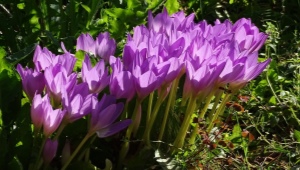 Colchicum wspaniały: opis i uprawa