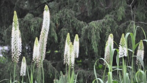 Eremurus: opis i odmiany, sadzenie i pielęgnacja