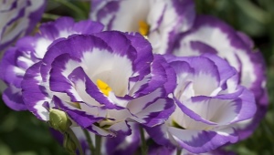 Wieloletnia eustoma: opis, sadzenie i pielęgnacja