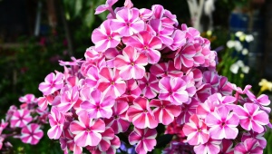 Phlox paniculata: variétés, plantation et entretien