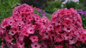 Phlox paniculata Opowieści uralskie: opis i wskazówki dotyczące uprawy