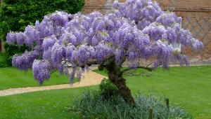 Wisteria chińska: opis, sadzenie i pielęgnacja