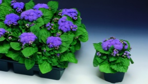 Niebieski i niebieski ageratum: najlepsze odmiany i wskazówki do uprawy