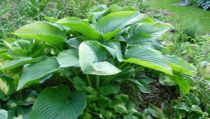 Hosta Empress Wu: opis, lądowanie i opieka