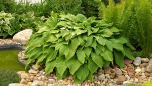 Hosta babka: opis, odmiany, sadzenie i pielęgnacja