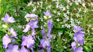 Terry campanula: variétés, culture, sélection