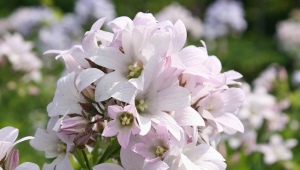 Cloche à fleurs de lait: description, plantation et entretien