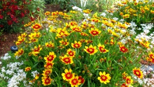 Coreopsis wieloletnia: opis, odmiany, zalecenia dotyczące uprawy
