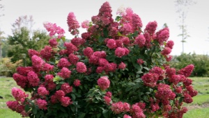 Najlepsze odmiany hortensji paniculata