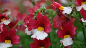 Nemesia: opis i odmiany, sadzenie i pielęgnacja