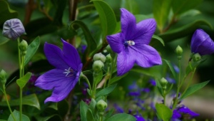 Planter et entretenir Platicodon
