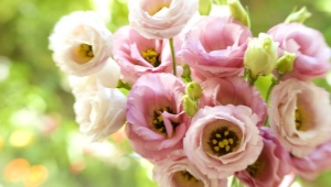 Odmiany różowej eustoma