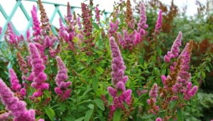 Spirea Billard: opis i technologia rolnicza