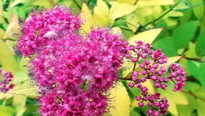 Spirea na Syberii: sadzenie i pielęgnacja