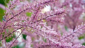 Tamarisk (tamarisk): opis i odmiany, zasady uprawy i pielęgnacji