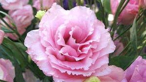 Eustoma: opis i odmiany, sadzenie i pielęgnacja