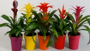 Rośliny domowe Bromeliad