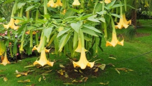 Brugmansia: opis, rodzaje i odmiany, cechy sadzenia i rozmnażania