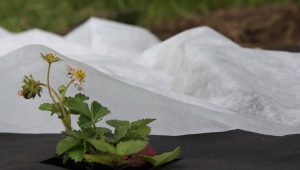 Cechy i właściwości materiału pokrywającego spunbond