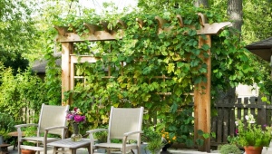 Czym jest pergola winogronowa i jak wygląda?