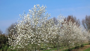 Magnolia Cobus: charakterystyka i uprawa