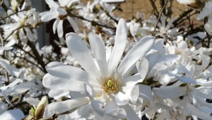 Wszystko o gwiezdnej magnolii