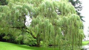 Uprawa wierzby Babilonu