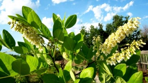 Uprawa Amur maakia