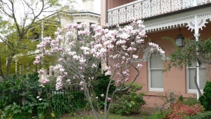 Uprawa magnolii wielkokwiatowej