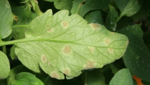 Choroba Cladosporium: co to jest i jak z nią walczyć?