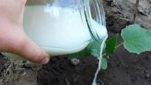 Ogórki do karmienia kredą