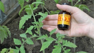 Jod z phytophthora na pomidorach