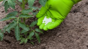 Top dressing pomidorów z azotanem wapnia